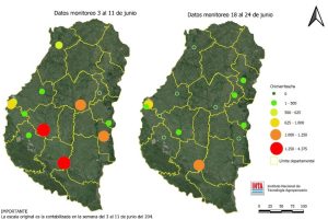 Detección de la chicharrita de maíz en sitios de muestro. Fuente: INTA. Colaboración SIBER.