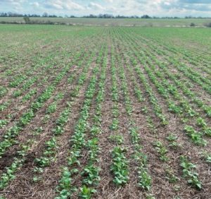 Lote sembrado con carinata en el departamento Paraná. Gentileza: Ing. Agr. Maag Conrado.